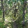 The return through the woods on the Butte St. Paul trail.