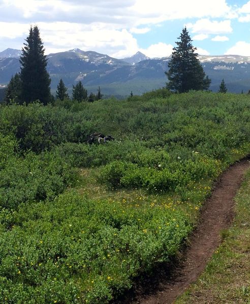 Near the start of Wilder Gulch Trail