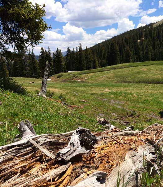 The last bit of meadow before heading into the trees.