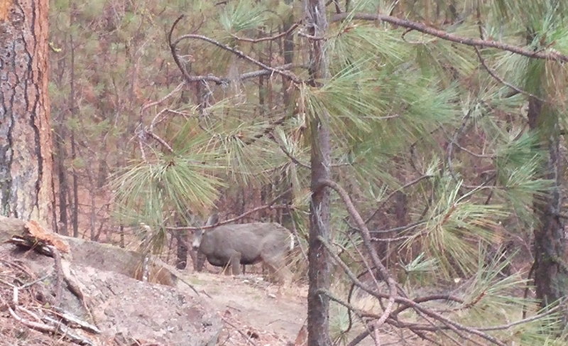 There were 3 deer on the trail back - not minding us a bit.