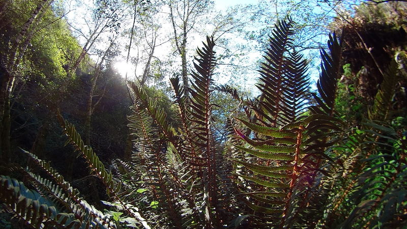 Some of the typical Flora along the Lost Coast Trail.