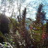 Some of the typical Flora along the Lost Coast Trail.