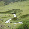 Horses grazing in the open fields.