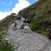 More pack animals pick their own path - this time it's firewood that they're carrying.