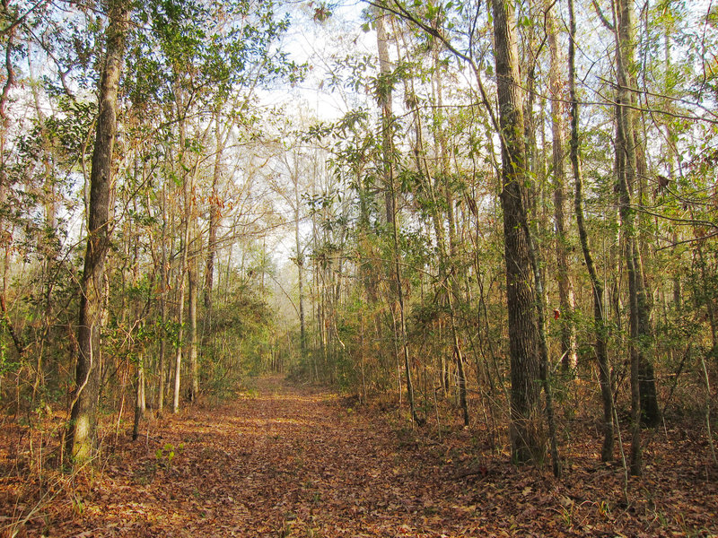 Little Thicket Nature Sanctuary forest as seen from the Lone Start Hiking Trail.