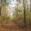 Little Thicket Nature Sanctuary forest as seen from the Lone Start Hiking Trail.