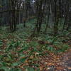 Ferns along the Ridgeline Trail on the way to Spencer Butte!