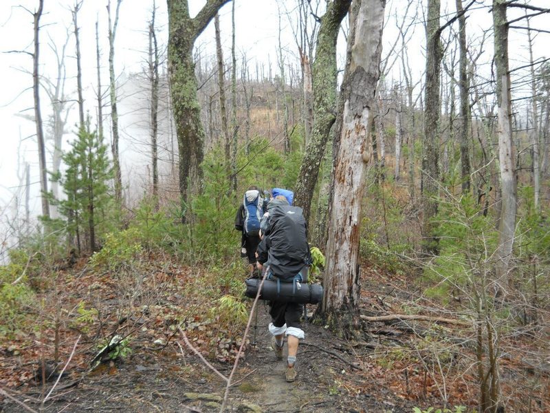 Hiking along the Shortoff Ridge, there are many dead trees from forest fires and beetle infestations.