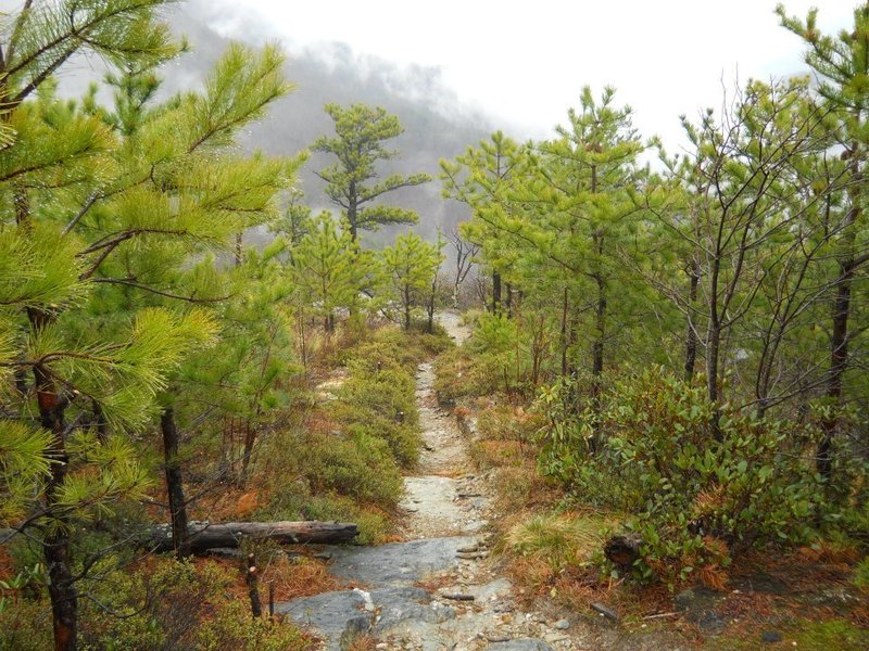 Pine trees of varying ages spring up from the remains of a forest fire.