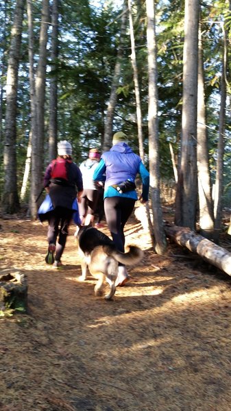 Fall running on this trail features a carpet of gold larch needles.