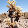 Cholla Cactus Garden. Joshua Tree NP.