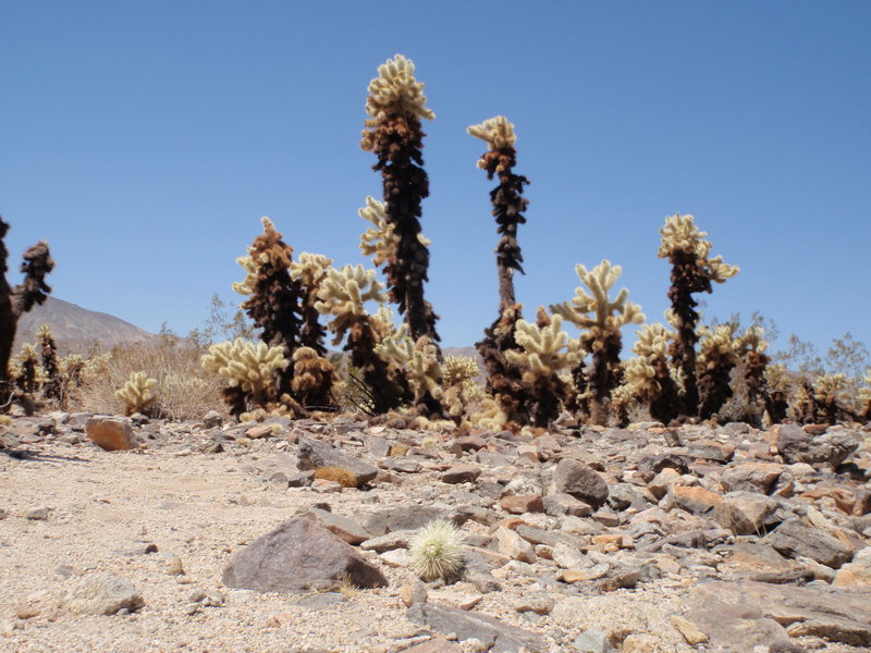 Cholla Gardens.