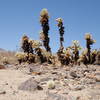 Cholla Gardens.