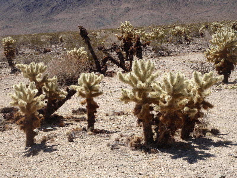 Cholla Cholla!