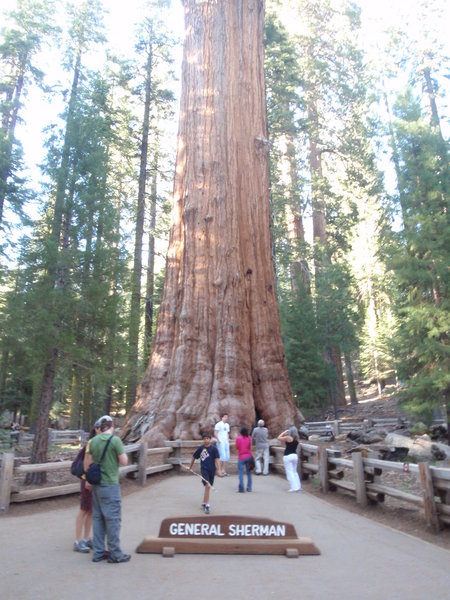 General Sherman Tree. Sequoia National Park.