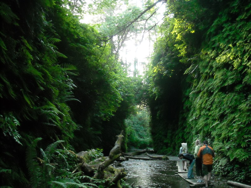 The last portion of trail on the way to Fern Canyon in Redwoods State Park.