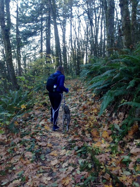 A hiker and her dog make their way along the Wildwood Trail on a fall afternoon hike in November.