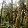 Classic Hoh Rain Forest as seen from the Hall of Mosses trail in Olympic National Park, WA.