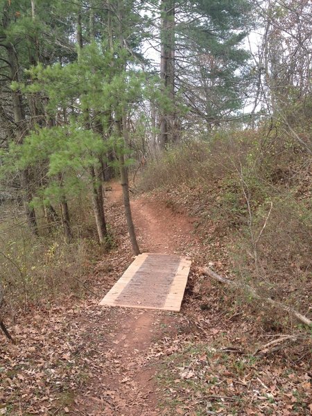 Crossing a bridge through a grove of pine trees on the Old Walnut Trail.