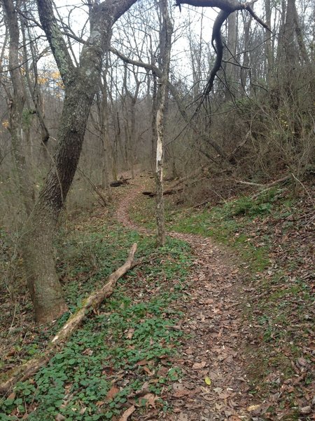 Twists and turns keep you on your toes on the Ray Lang Trail.