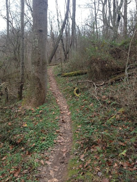 The Ray Lang Trail is a hidden gem in these neighborhood hills.