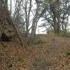 Part of the old road that the Old Walnut Trail follows for its final descent down to Green St.