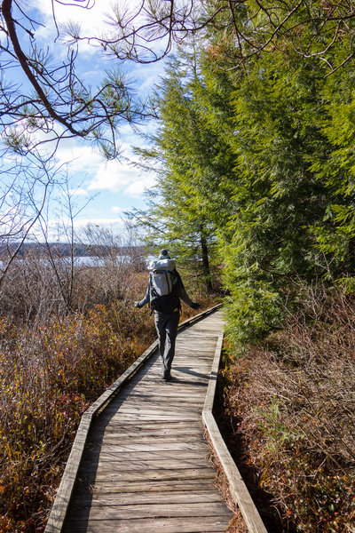 Hiker on the Bog Trail