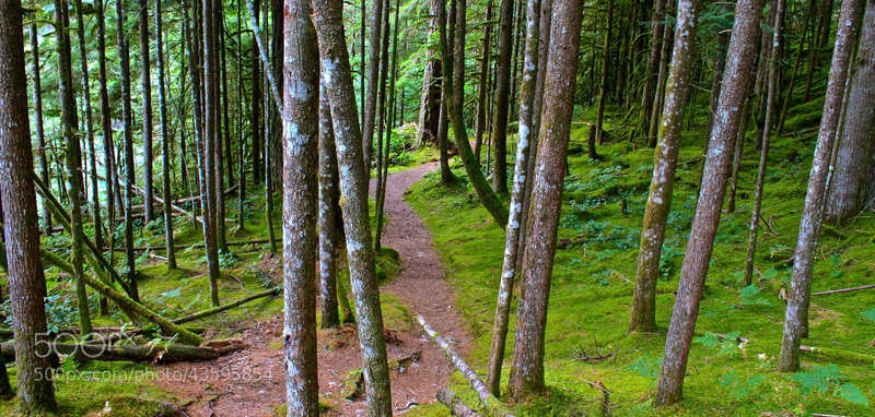 Enjoying the trees on the Moss-Hanne Trail.