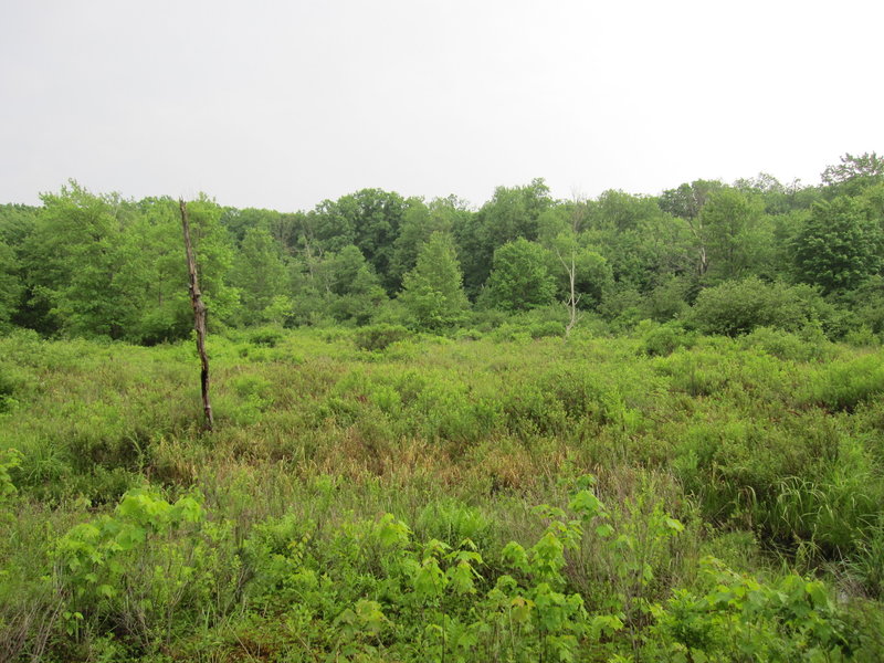 Moshannon Bog as seen from the Moss-Hanne Trail.