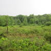 Moshannon Bog as seen from the Moss-Hanne Trail.