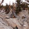 Watching the death bristlecone pine tree.