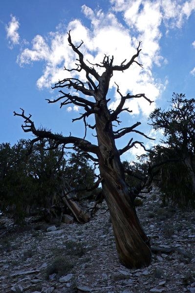 A cool tree along the Discovery Trail.