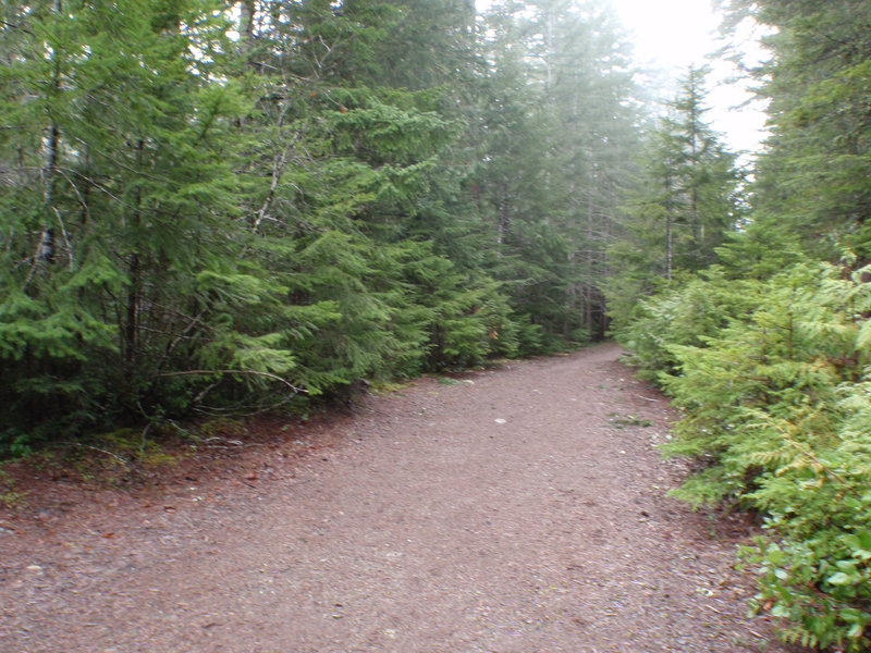 Olympic Hot Springs Trail. Olympic NP,WA.