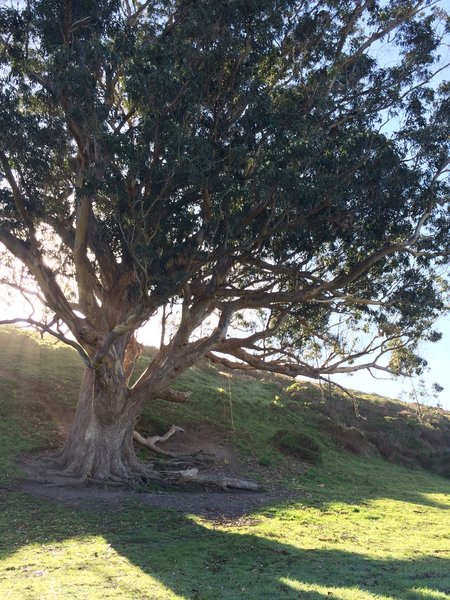 Swing on the Giant Eucalyptus Tree.