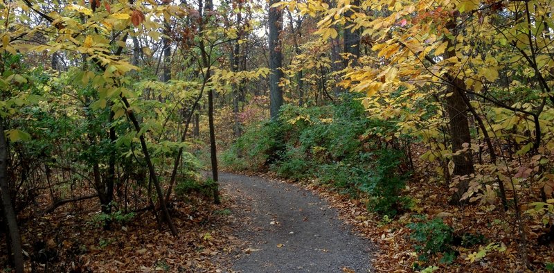 Crow's Roost Trail at Bee Tree Park