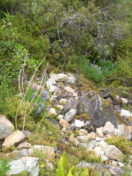 Native lupine along the trail.