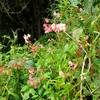 Native begonias along the trail.