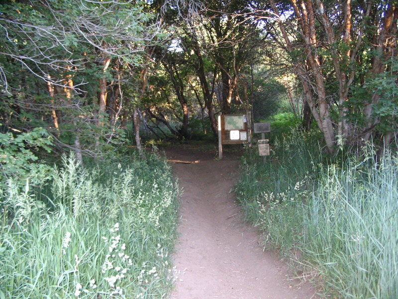 Moto-rutted trail from the North Ogden Divide TH.