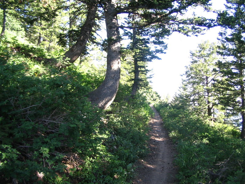 Dark wooded section of the Skyline Trail.