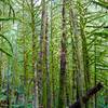 The "Dreadlock Forest" on the hike up to the Heybrook Lookout Tower.