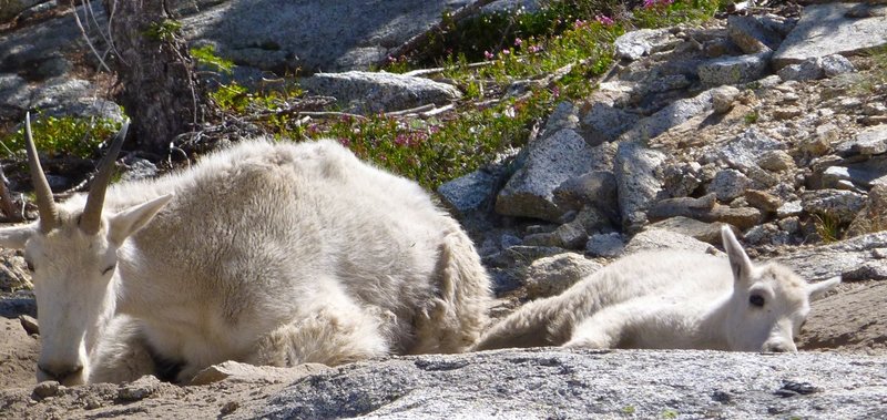 Mountain goats napping along Snow Lakes Trail.