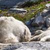 Mountain goats napping along Snow Lakes Trail.