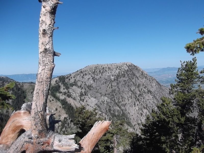 A view of the backside of Flattop from the Naomi Peak National Recreation Trail.