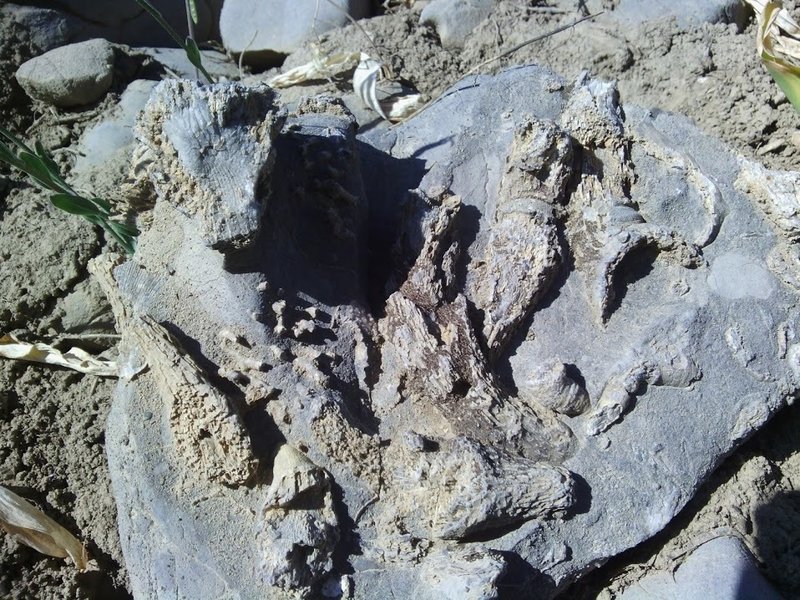 A view of some of the fossils that can be found near Mount Elmer from the Naomi Peak National Recreation Trail.