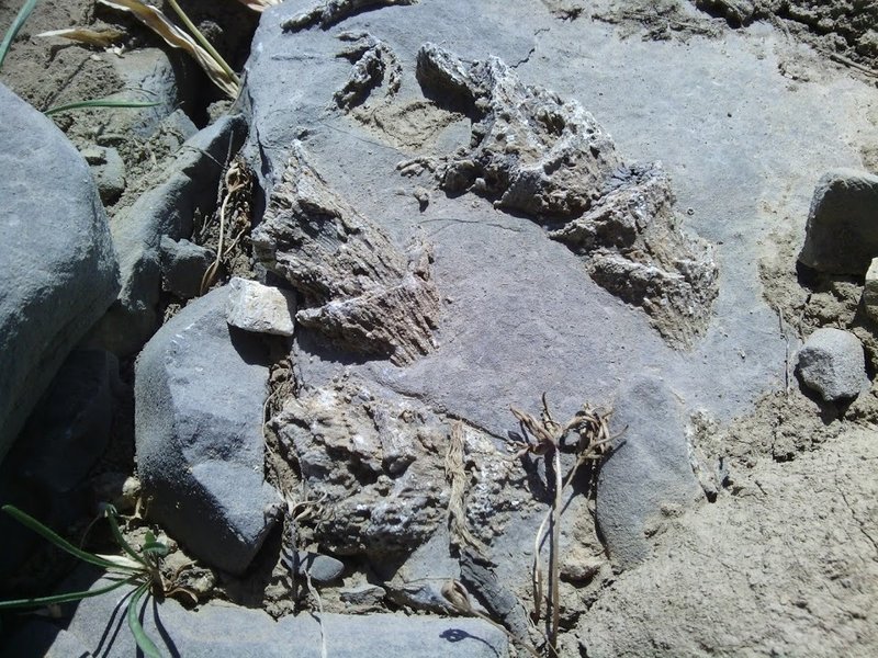 A great set of fossils found just below Mount Elmer and a short ways from the Naomi Peak National Recreation Trail.