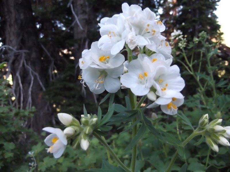 One example of the beautiful wildflowers that can be seen in the Bear River Range and along the Naomi Peak National Recreation Trail.