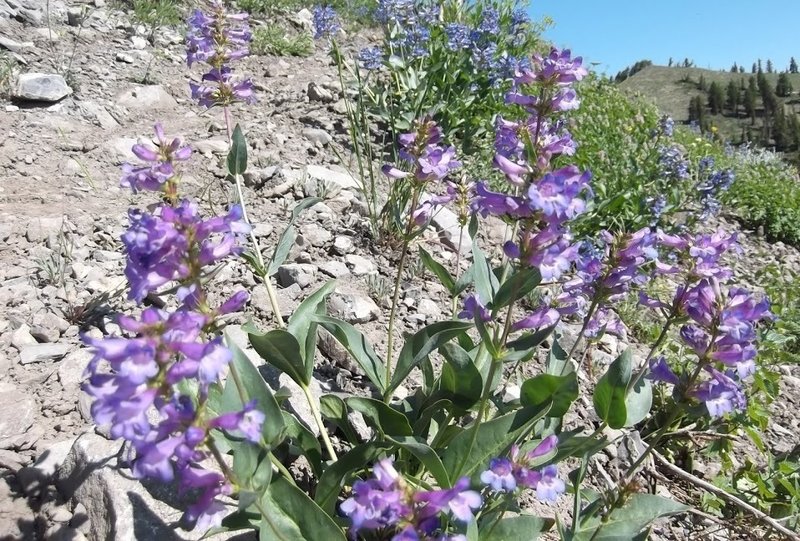 More beautiful alpine wildflowers can be found sprinkled along the Naomi Peak National Recreation Trail.
