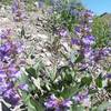 More beautiful alpine wildflowers can be found sprinkled along the Naomi Peak National Recreation Trail.