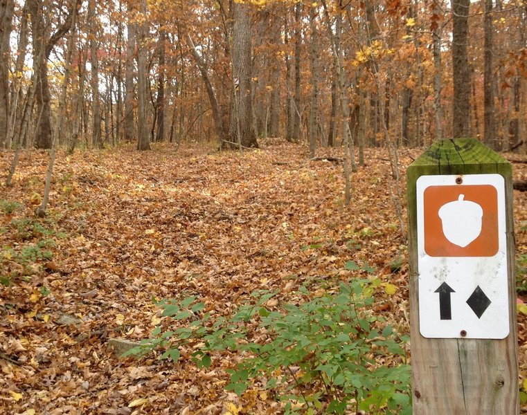 Starting out on the Chinkapin Trail at West Tyson County Park.