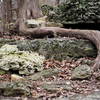 Tree roots along the Chubb Trail.